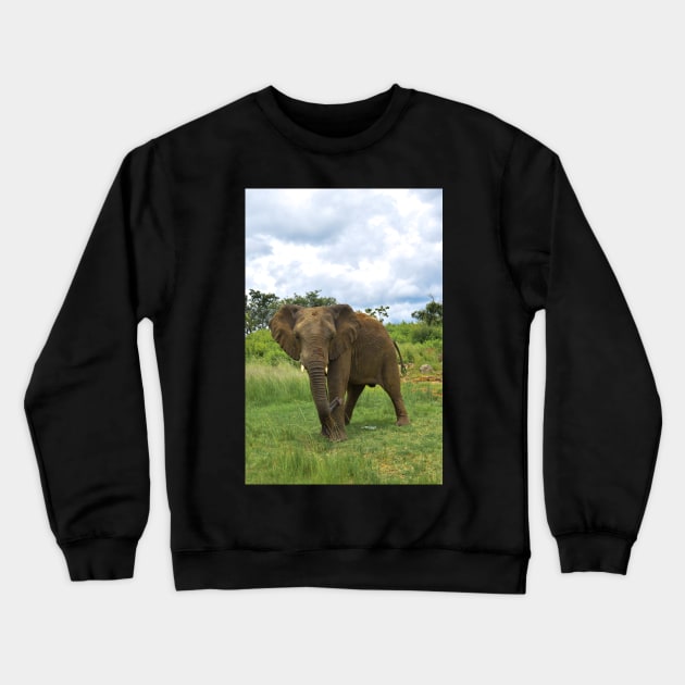 Wild Elephant in Africa Crewneck Sweatshirt by Anastasia-03
